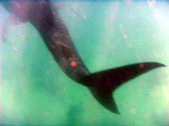 ... aber Vorsicht; kräftige Flosse!