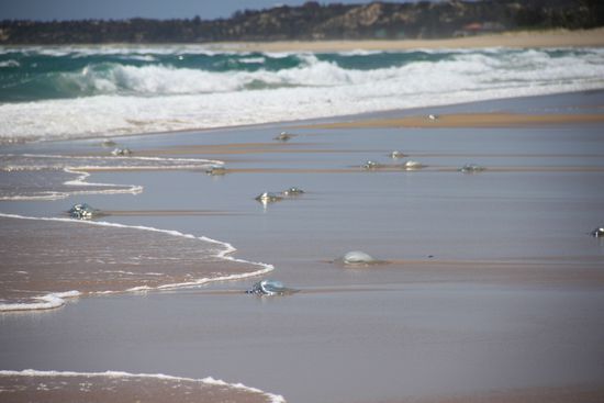 Durch die Wellen angeschwemmte "Murmeln"