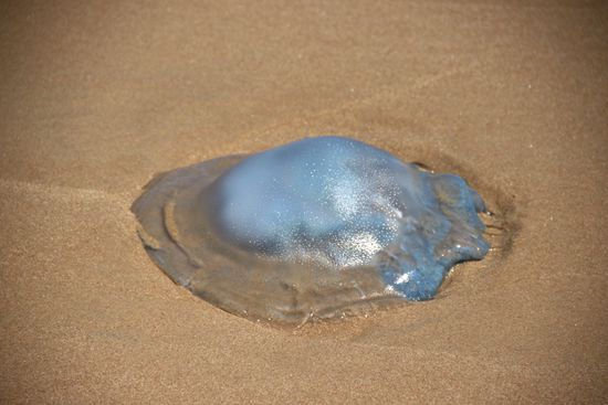 ...die sich bei näherem betrachten als Quallen entpuppen.