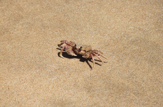 ein flinker Strandkrebs