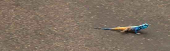 Ein lustiges Kerlchen rasant unterwegs.