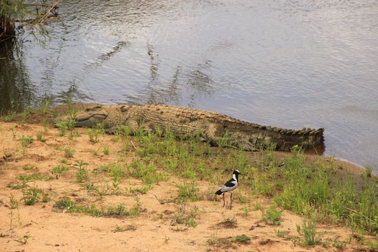 Ein friedliches Krokodil am Flussufer.