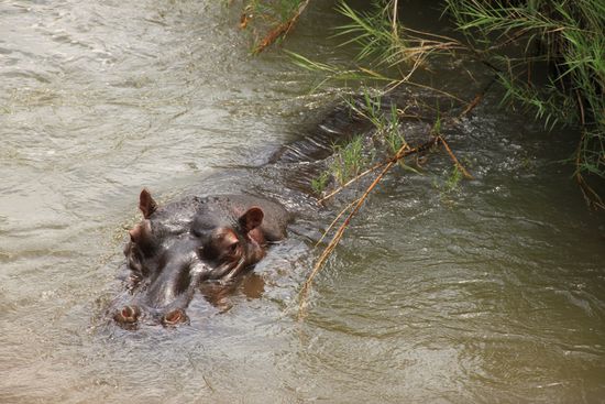nun schwimmt es im kühlen Nass.