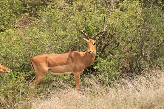 Ein männliches Tier gab den Startschuss...