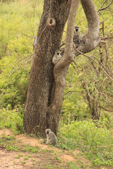 gemütliches Beisammensein der Affen
