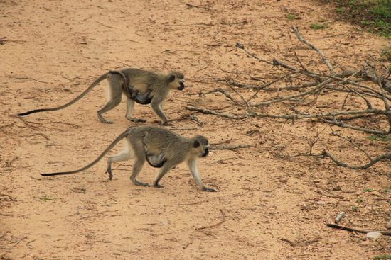 Affen mit Nachwuchs im Doppelpack.