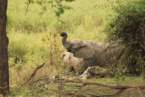Dieser Elefant sagt goodbye.