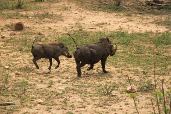 Auch Warthogs verabschieden sich.