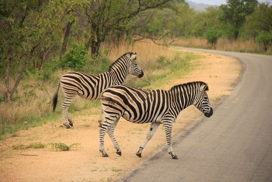 Zebra`s beim überqueren der Strasse