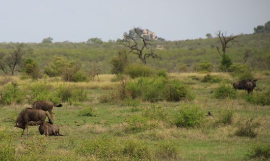 In weiter Ferne sahen wir eine Gruppe Gnu`s