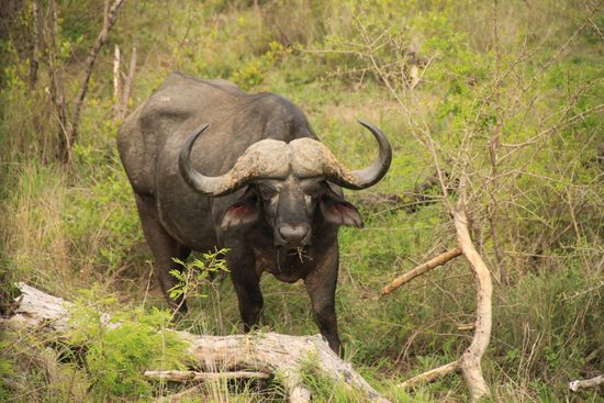 Ein hungriger Büffel