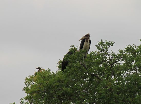 Südafrikanischer Marabu