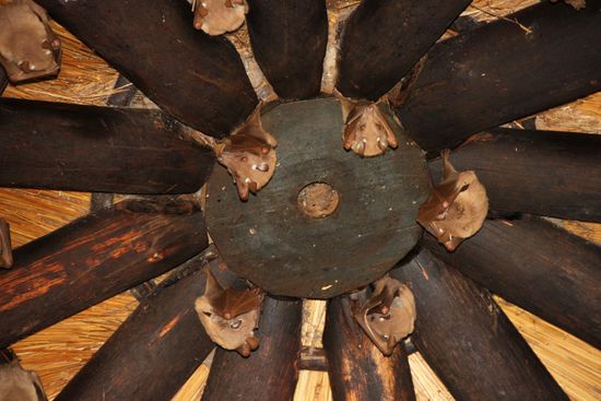 Fledermäuse im Dach