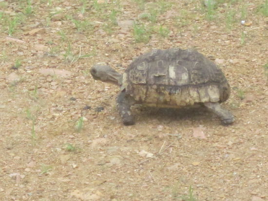 Und jede Menge highspeed Schildkröten 