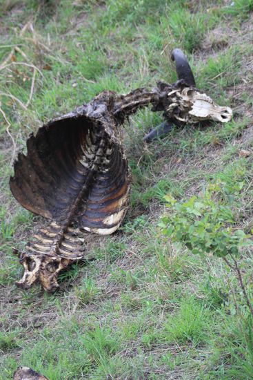 Dies war wohl einmal ein Büffel.