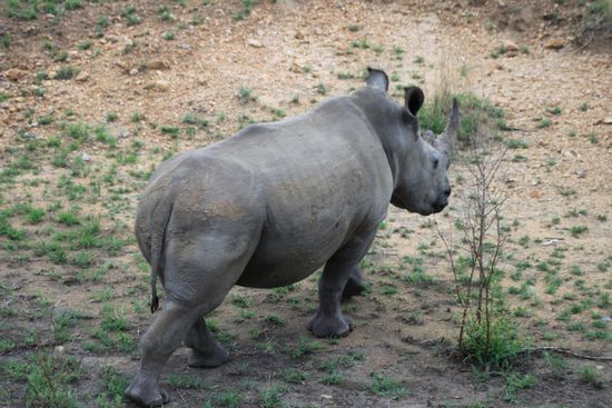 Rhino auf dem Weg nach Hause