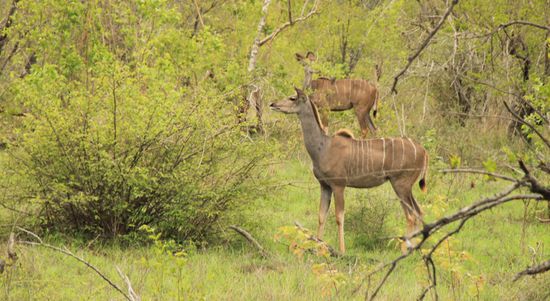 Kudu`s