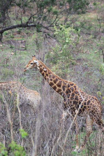 eine kräftig farbige Giraffe