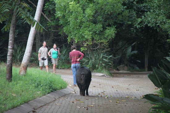Das Buschschwein Napoleon geht nach Hause -  wir retour
nach Johannesburg