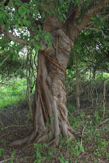 und ein mit Wurzeln geschmückter Baum.