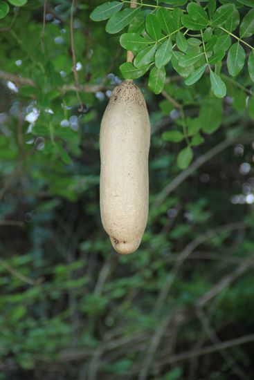 Dies ist ein Wurstbaum