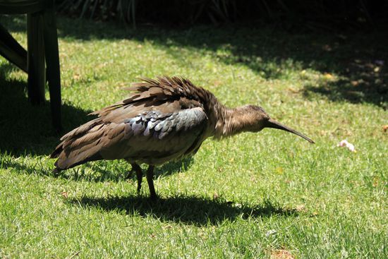 Dieser struppiger Vogel suchte Nahrung im Rasen.