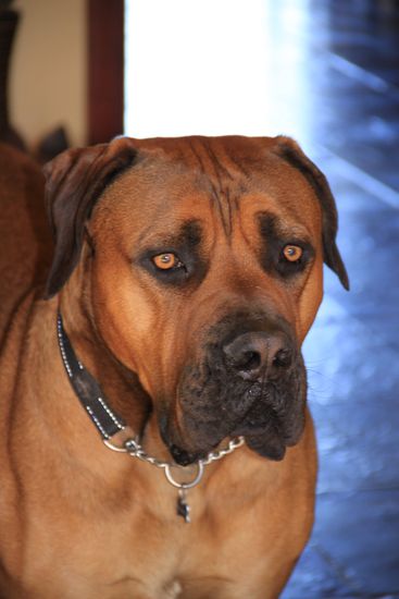 Grosser, kräftiger Wachhund der Lodge.