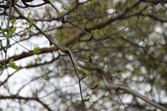 on the way we saw a green bush - snake