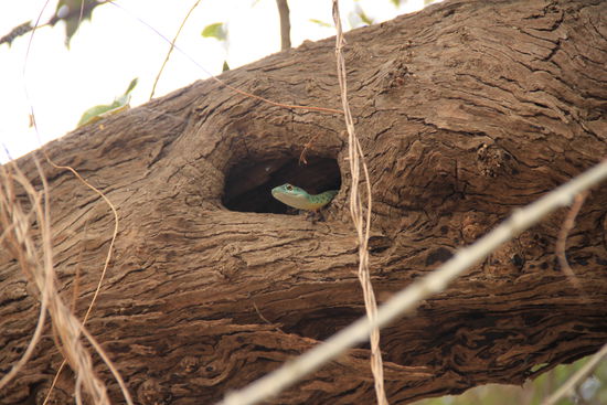 Wieder eine grüne Baumschlange