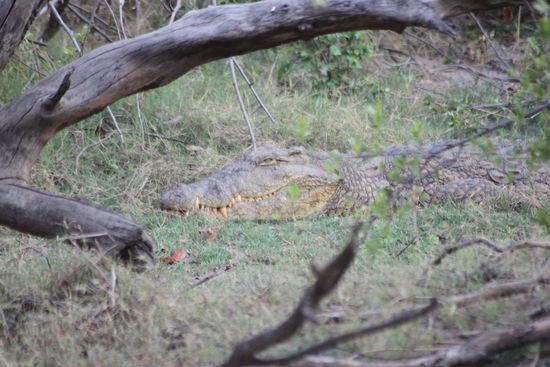 Auch Krokodile hat es hier...