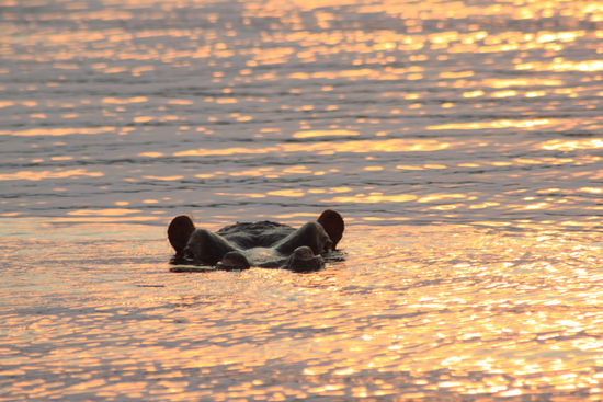 Hippo bei Sonnenuntergang