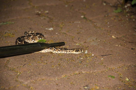 Wer hat die gefährliche Puffotter vor dem Hauseingang entdeckt?
Die Schweizer waren`s