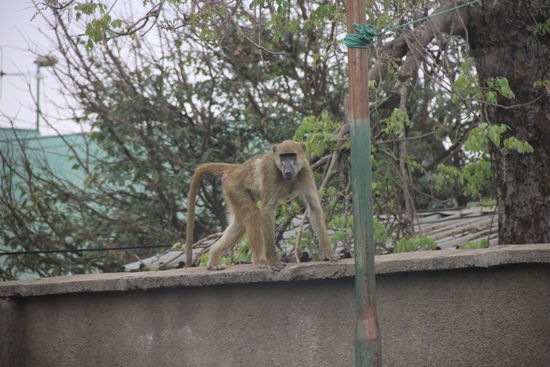 Baboons beim Zollübergang nach Zambia