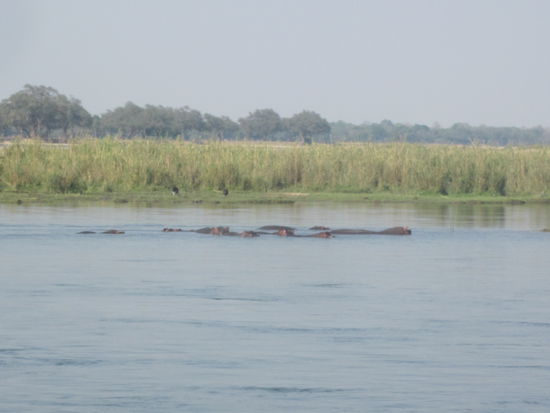 plennty of Hippos überall