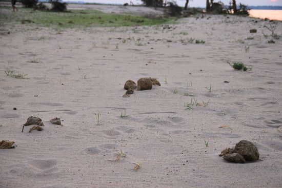 auch hier mitten in der Wildnis, umgeben von Elefanten, Büffeln, Krokodilen und Hippos...
