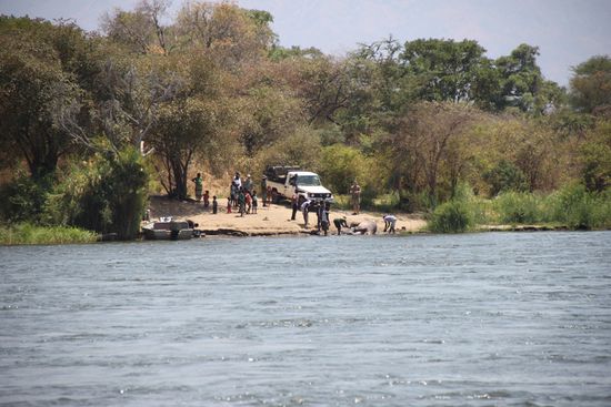 was wohl mit diesem Nilpferd passiert ist, dass hier per Seilwinde aus dem Zambezi gezogen wird?