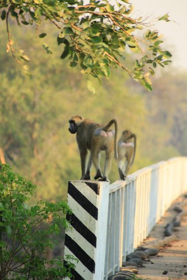 Die Affen heissen uns Willkommen zum South Luangwa National - Park