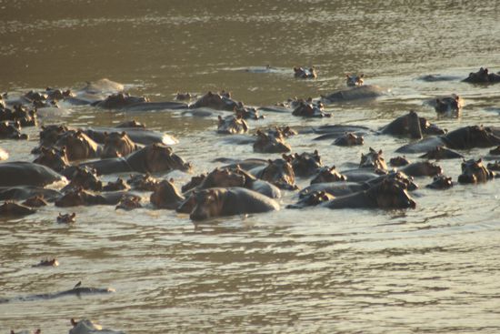 Von der Brücke aus sehen wir eine grosse Truppe Hippo`s