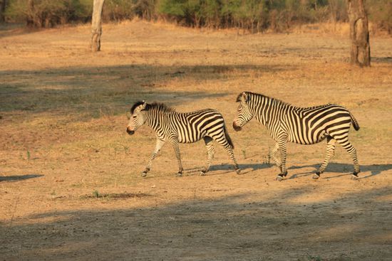 Zebras