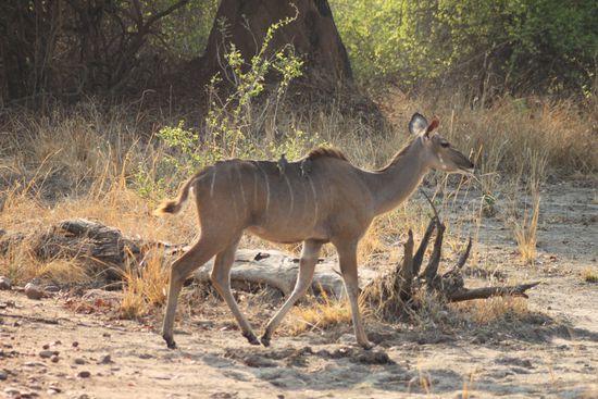 Kudu trägt zwei Vögel spazieren.