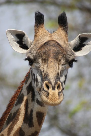Wunderprächtiger Giraffenkopf