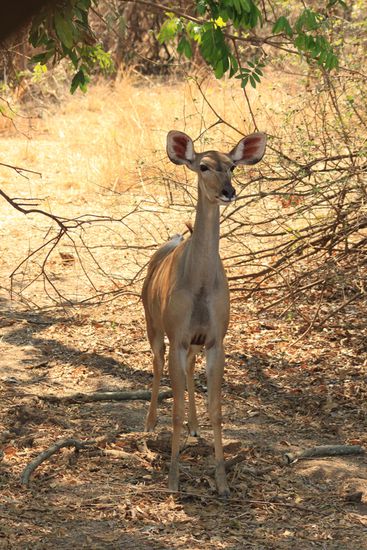 Kudu