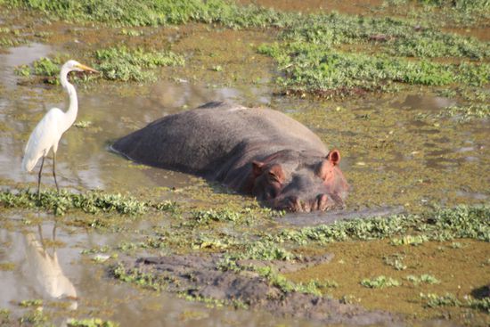 Hippo im Schlamm