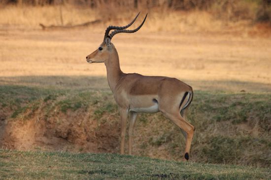 Ein männliches Impala.