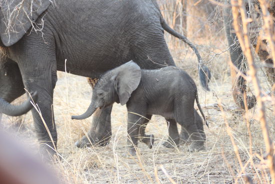 Baby Elefant