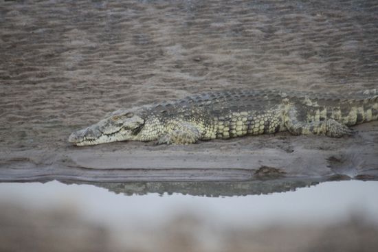 Ein Krokodil