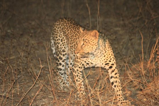 der Leopard