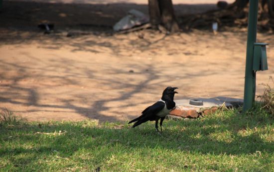 Diese Kräh - Vögel waren überall.
