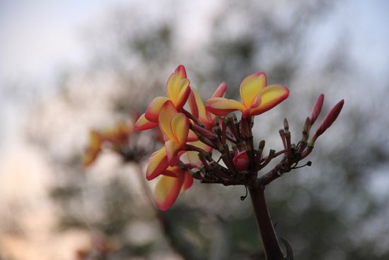 sehr gut riechende Blume