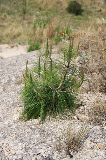 Was hier nicht alles wächst zwischen den Felsen.